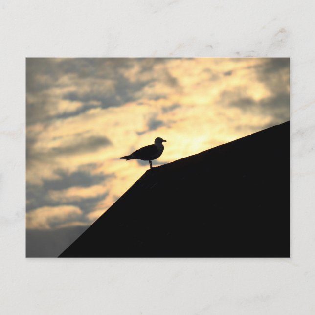 Carte Postale Coucher de soleil avec mouette (Devant)