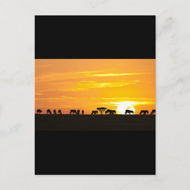 Carte Postale Coucher de soleil dans le Serengeti (Devant)