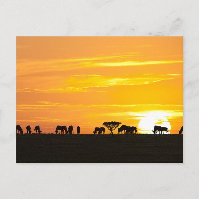 Carte Postale Coucher de soleil dans le Serengeti (Devant)
