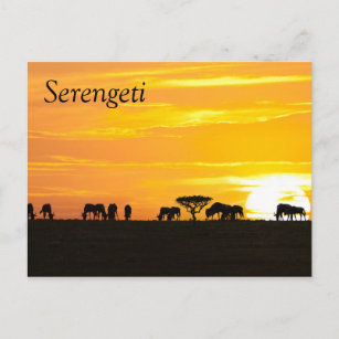 Carte Postale Coucher de soleil dans le Serengeti