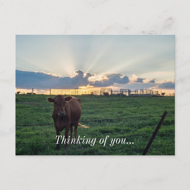 Carte Postale Coucher de soleil dans une ferme bovine (Devant)