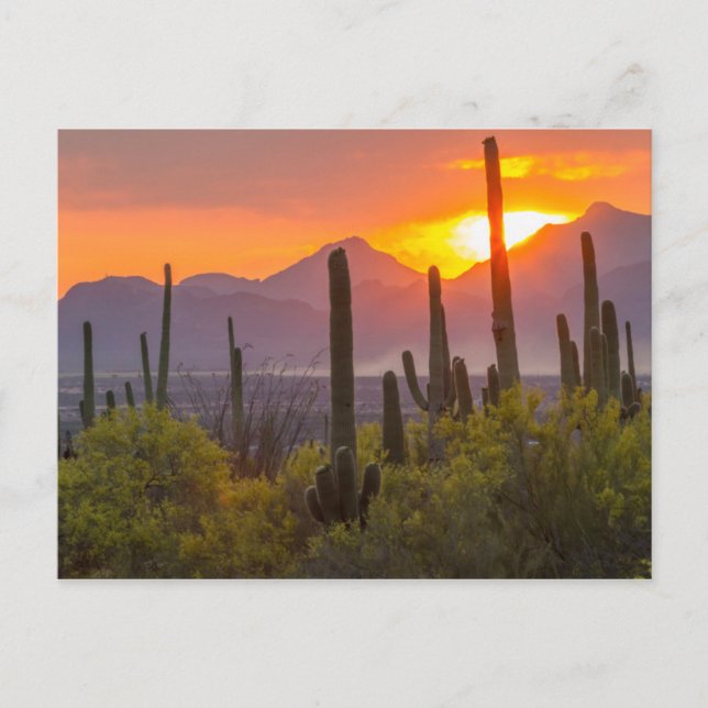 Carte Postale Coucher de soleil de cactus du désert, Arizona (Devant)