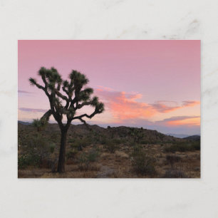 Carte Postale Coucher de soleil de Joshua Tree Californie
