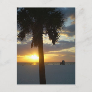Carte Postale Coucher de soleil de Palm