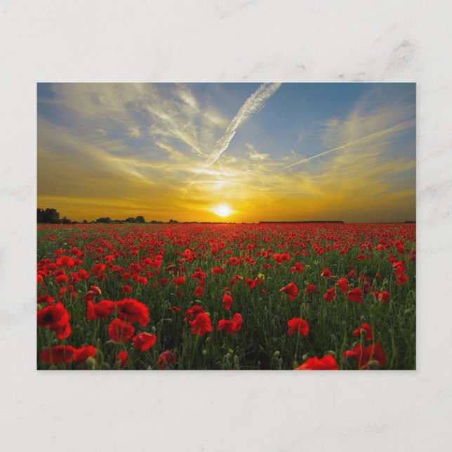 Carte Postale Coucher de soleil de pavot rouge (Devant)