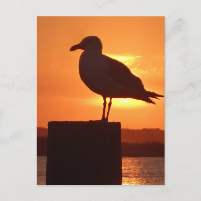 Carte Postale Coucher de soleil de Seagull (Devant)