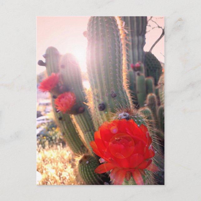 Carte Postale Coucher de soleil des fleurs de cactus rouges (Devant)