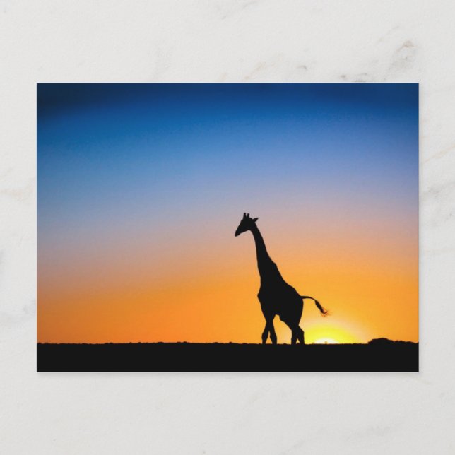Carte Postale Coucher de soleil des girafes (Devant)
