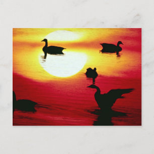 Carte Postale Coucher de soleil des oies canadiennes