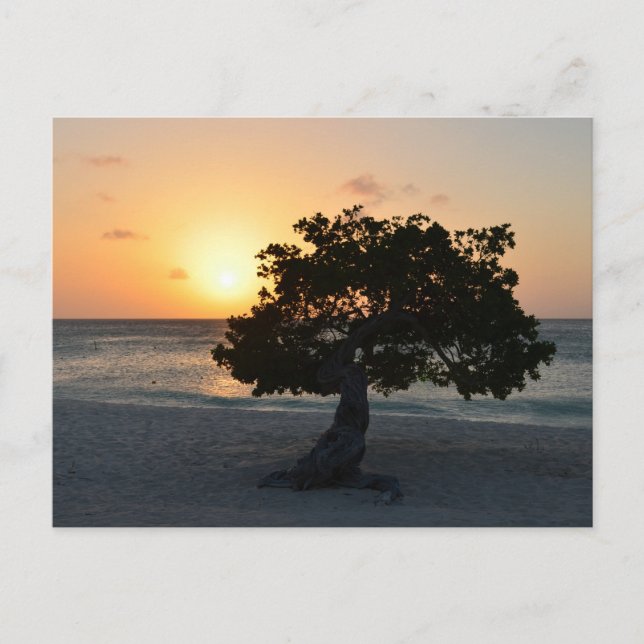 Carte Postale Coucher de soleil Divi Tree (Devant)