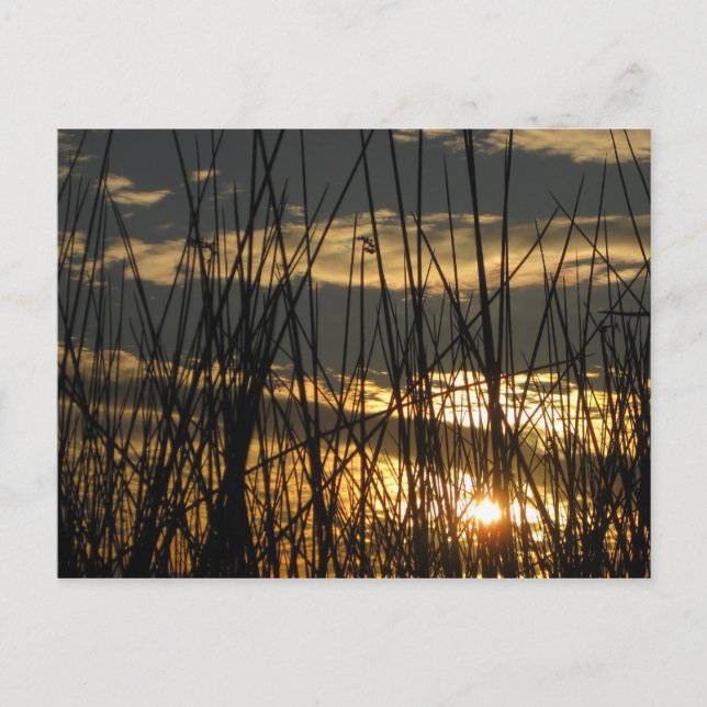 Carte Postale Coucher de soleil d'Orlando (Devant)