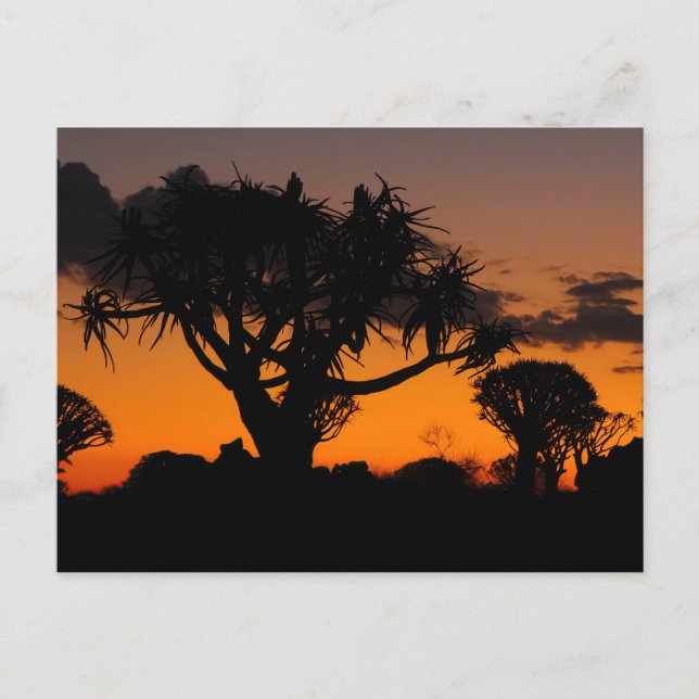 Carte Postale Coucher de soleil en Namibie (Devant)