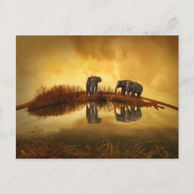 Carte Postale Coucher de soleil Extraordinaire d'éléphant (Devant)