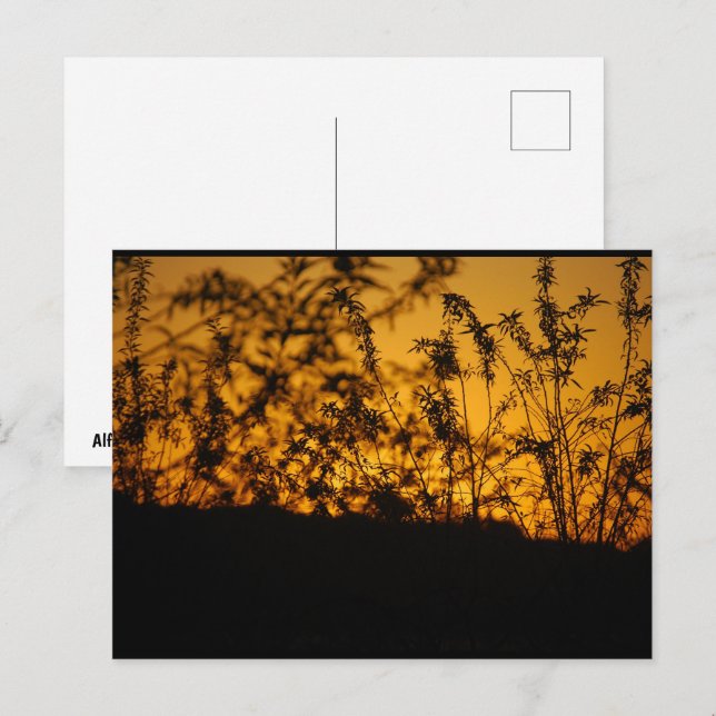 Carte Postale Coucher de soleil orange silhouette de campagne (Devant / Derrière)