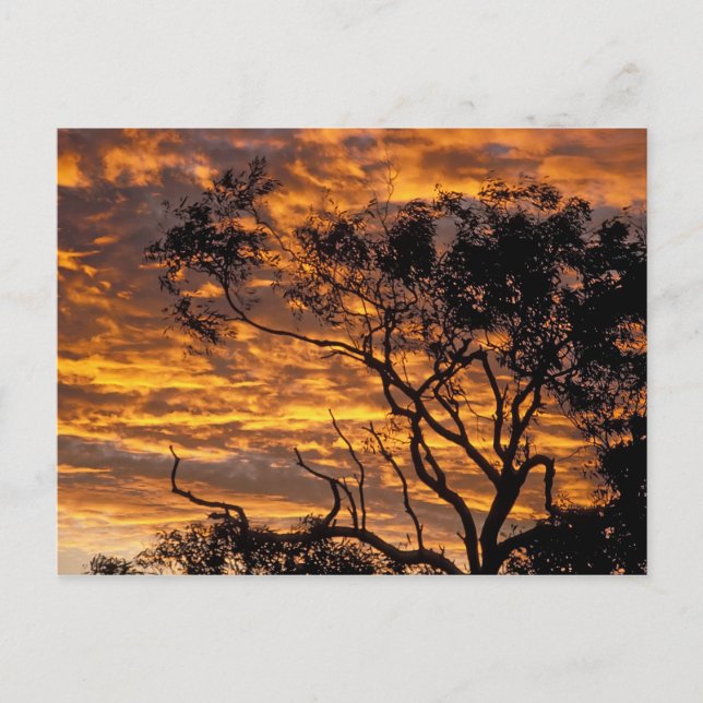 Carte Postale Coucher de soleil, parc national d'Uluru-Kata Tjut (Devant)