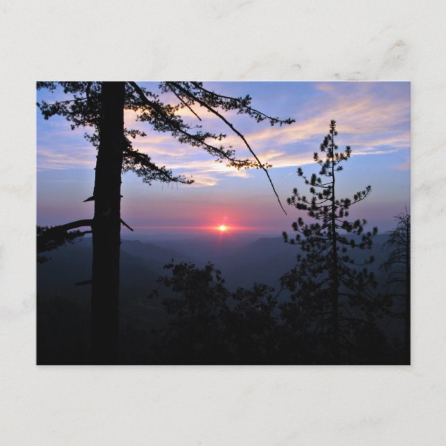 Carte Postale Coucher de soleil rose avec pins et nuages (Devant)