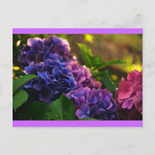 Carte Postale Coucher de soleil sur Hydrangeas