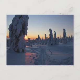 Carte Postale Coucher de soleil sur la forêt en Laponie