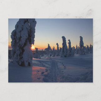 Carte Postale Coucher de soleil sur la forêt en Laponie