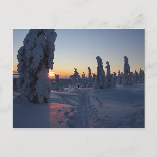 Carte Postale Coucher de soleil sur la forêt en Laponie (Devant)