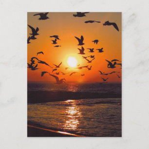 Carte Postale Coucher de soleil sur le lac Érié
