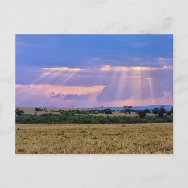Carte Postale Coucher de soleil sur le Masai Mara. (Devant)