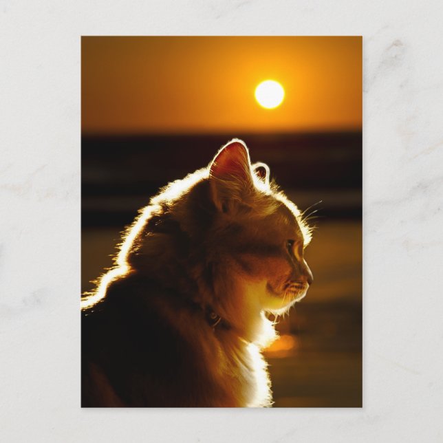 Carte Postale Coucher de soleil sur les chats (Devant)