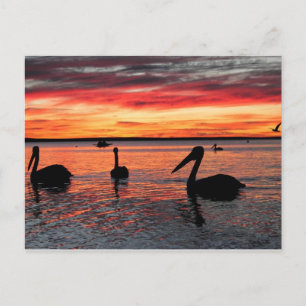 Carte Postale Coucher de soleil sur Monkey Mia