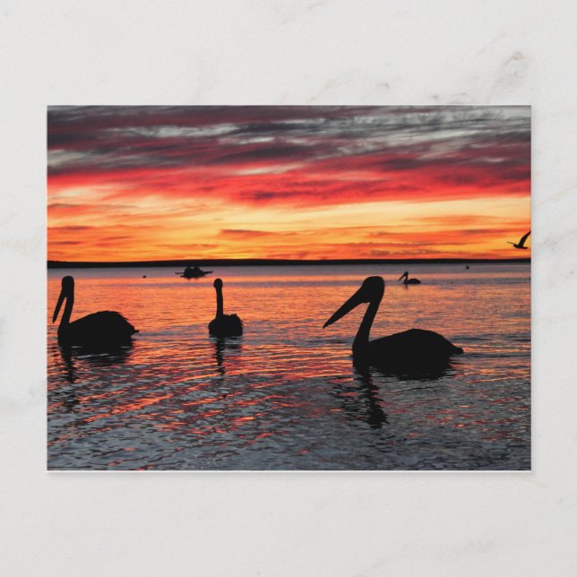 Carte Postale Coucher de soleil sur Monkey Mia (Devant)