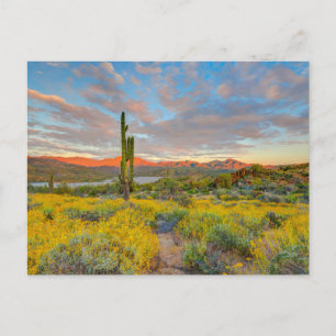 Carte Postale Coucher de soleil sur paysage désertique