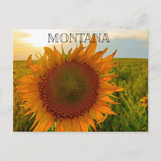 Carte Postale Coucher de soleil Tournesol