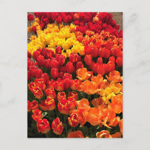 Carte Postale Coucher de soleil Tulip Garden Lit, Oregon