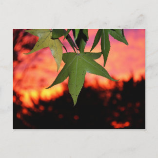 Carte Postale Coucher de soleil verdoyant