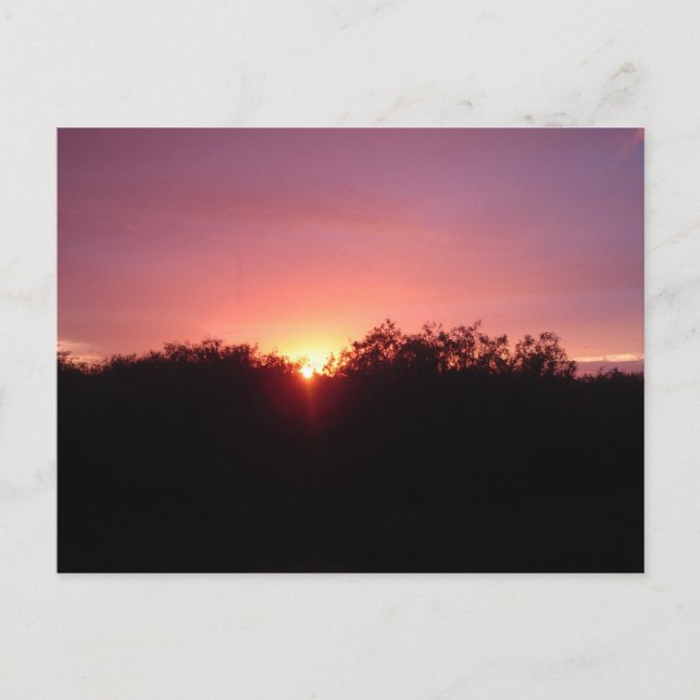 Carte Postale Coucher du soleil de marais au-dessus des arbres (Devant)