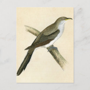 Carte Postale Coucou à bec jaune