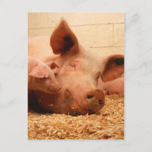 Carte Postale Coudre mignonne avec des porcelets
