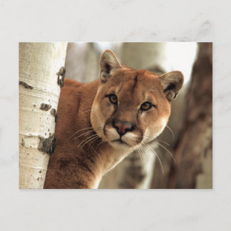 Carte Postale Cougar
