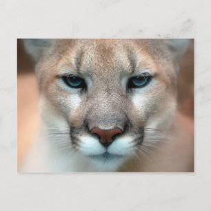 Carte Postale Cougar