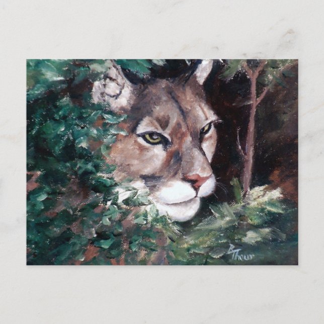 Carte postale Cougar (Devant)