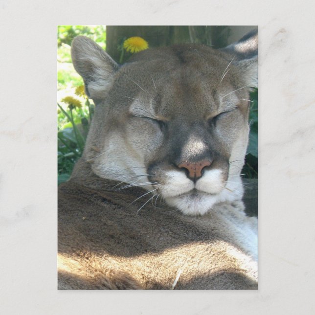 Carte postale Cougar (Devant)
