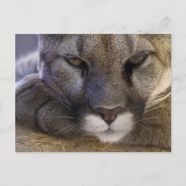 Carte Postale Cougar (Devant)