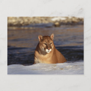 Carte Postale Cougar