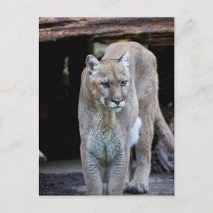 Carte Postale Cougar