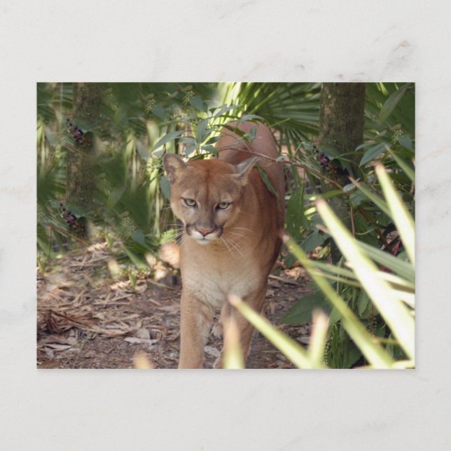 Carte Postale Cougar 020 (Devant)