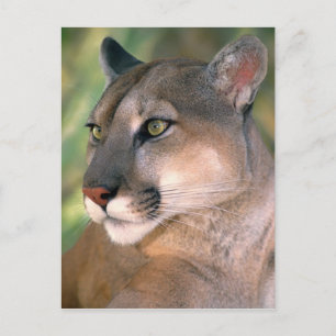 Carte Postale Cougar, Californie