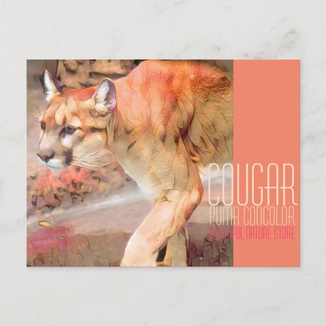 Carte Postale Cougar [Carte postale] (Devant)