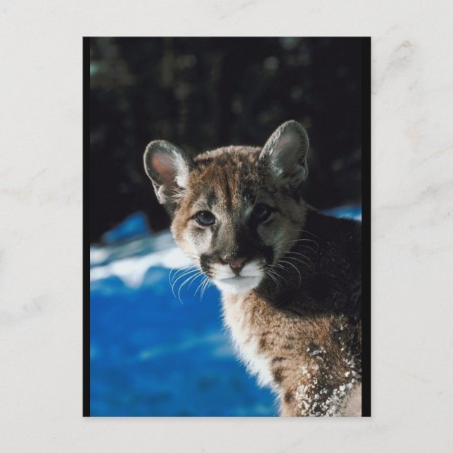 Carte Postale Cougar Cub (Devant)
