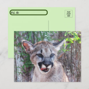 Carte postale Cougar Cub avec boîte d'identité