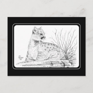 Carte postale Cougar Kitten