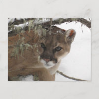 Cougar neige (Puma Concolor) en hiver